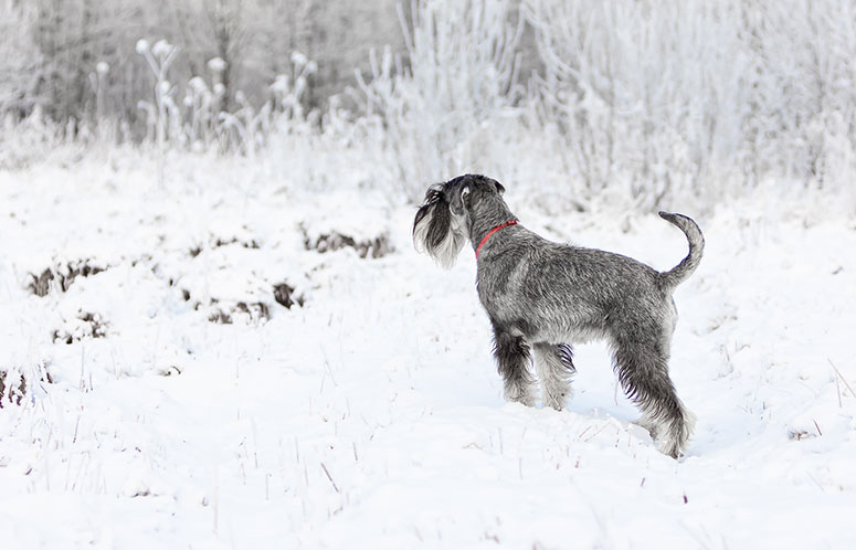 Standard schnauzer