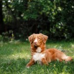 tolling retriever dog lying in grass