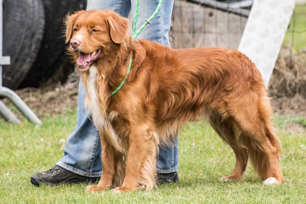 tolling retriever dog on a leash