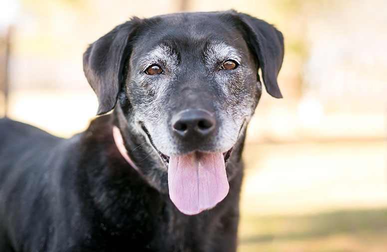 Older black dog