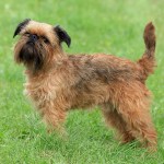 Brussels Griffon dog standing in grass