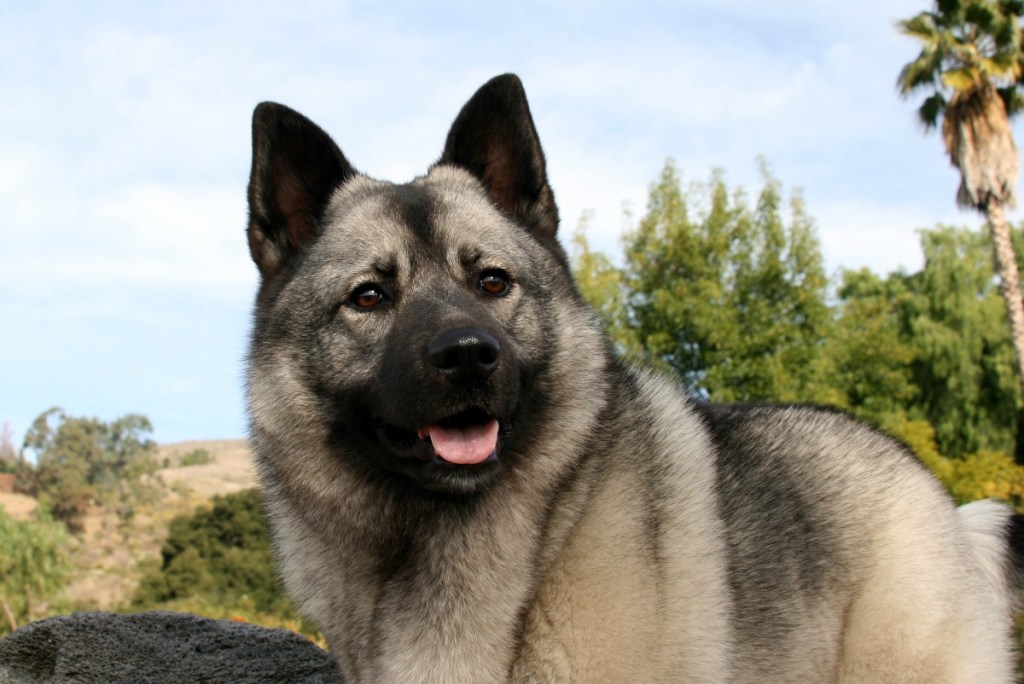 close up of norwegian elkhound dog