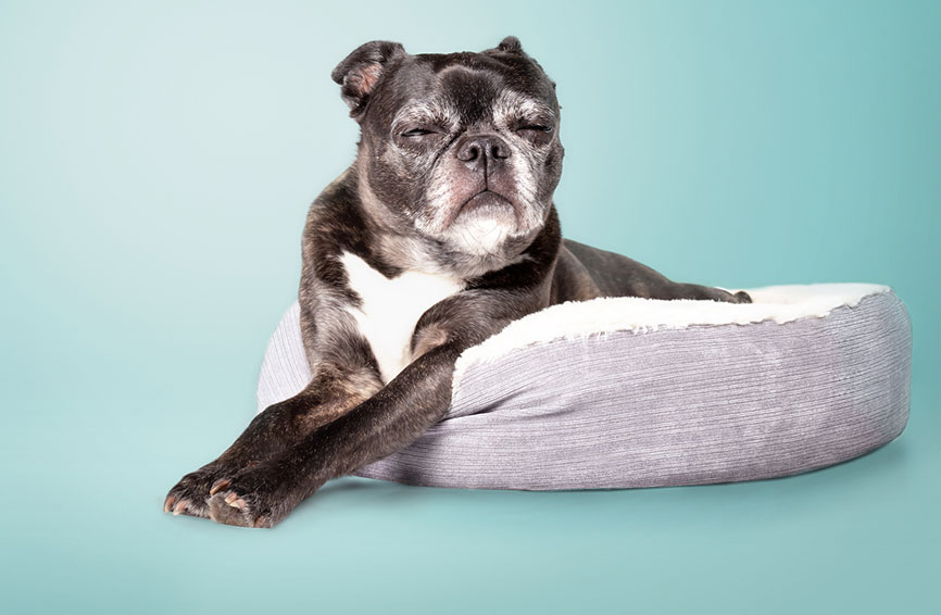 Older dog on a bed.