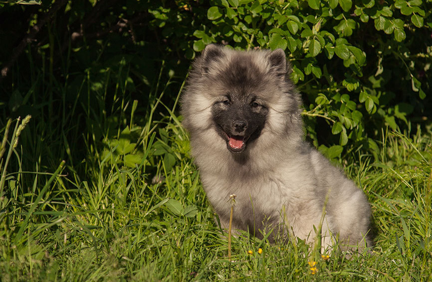 Keeshond breed dog