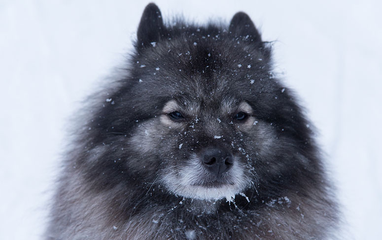 Keeshond breed dog