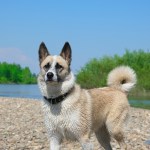 Norwegian elkhound dog standing by river