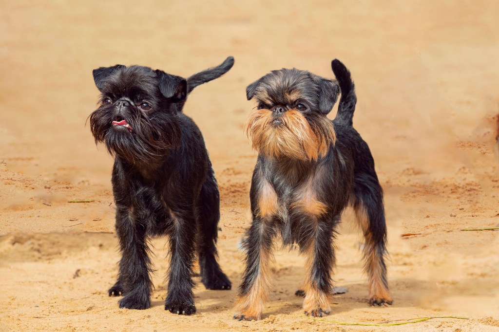 two black brussels griffon dogs standing