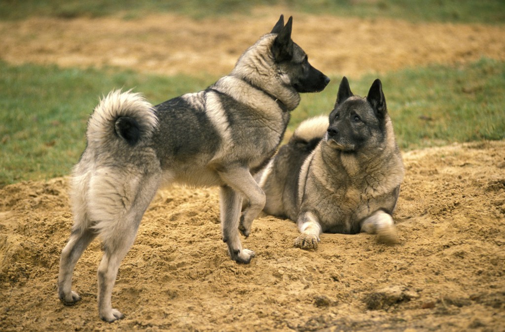 two norwegian elkhound dogs in dirt