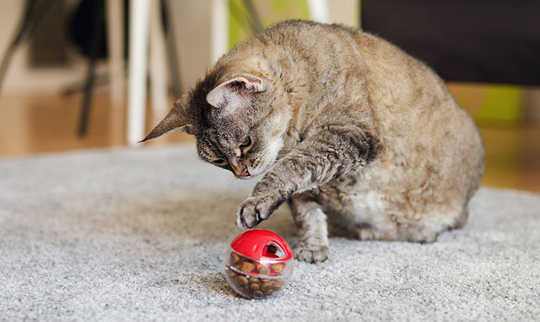 Cat playing with a toy