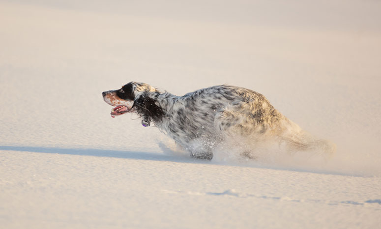 English Setter running in snow