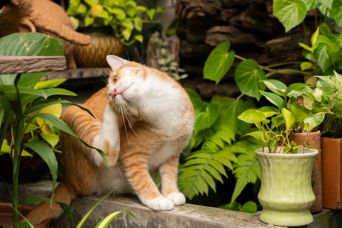 Orange cats sitting outside the house scratching ears and scratches.