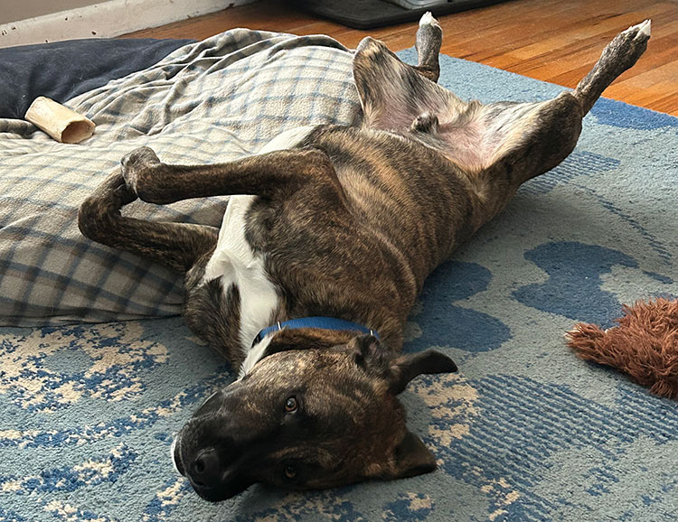 Mixed breed dog on back