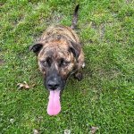 Mixed breed dog on grass