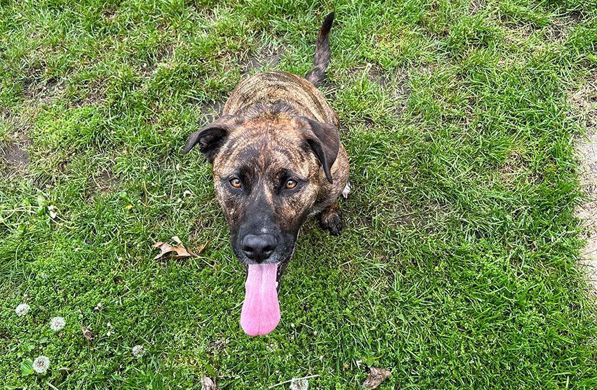 Mixed breed dog on grass