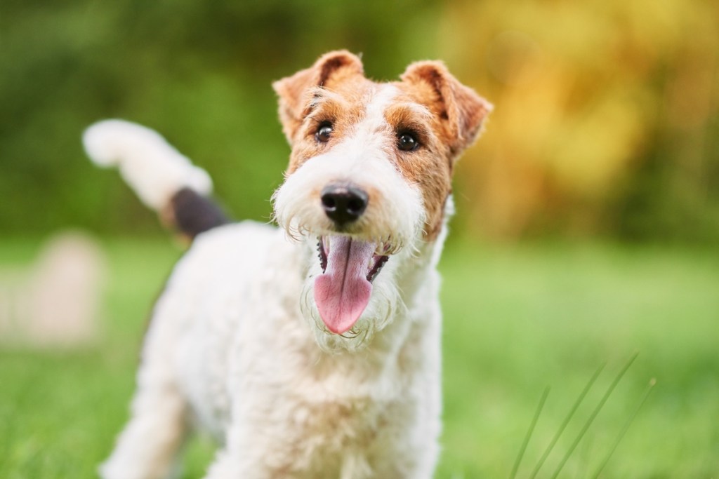 wire fox terrier dog outside