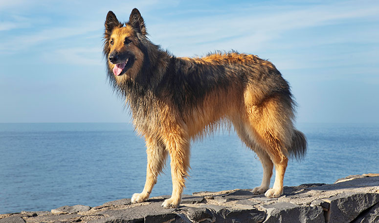 Belgian Tervuren dog