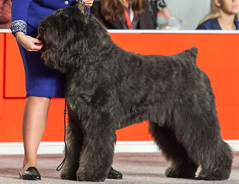 Bouviers des Flandres dog at a show