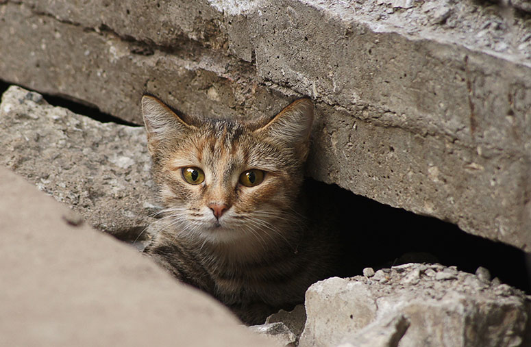 Cat hiding in hole