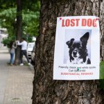 Lost dog sign