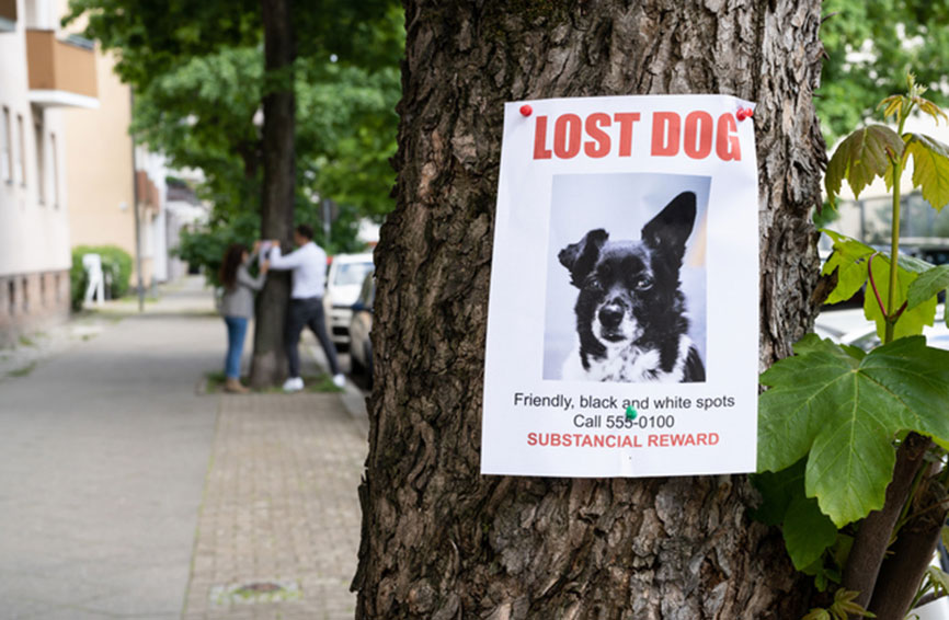 Lost dog sign