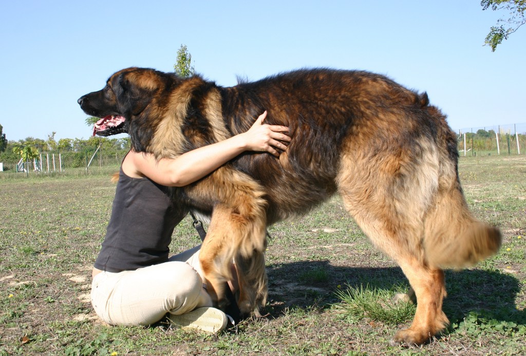 woman seated hugging leonberger dog