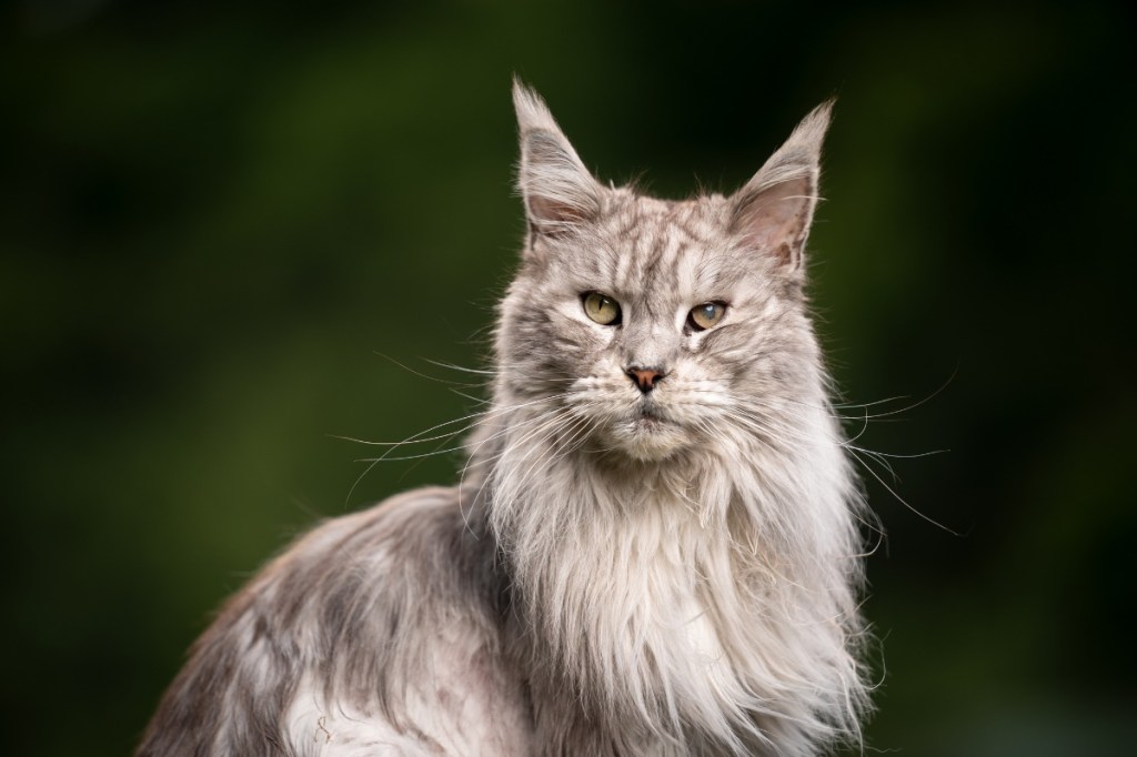 maine coon cat sitting