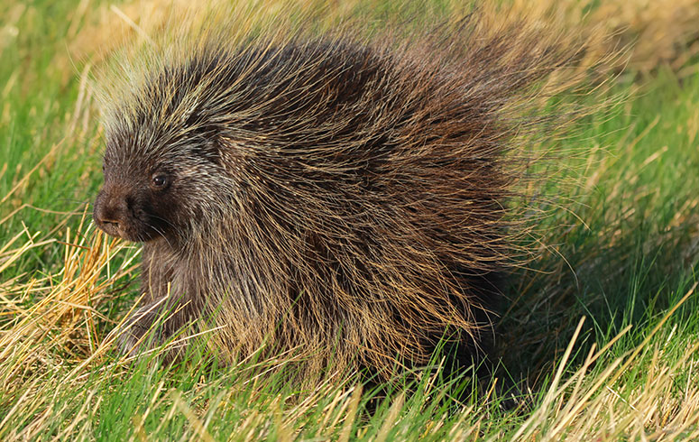 porcupine