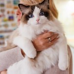 woman holding ragdoll cat