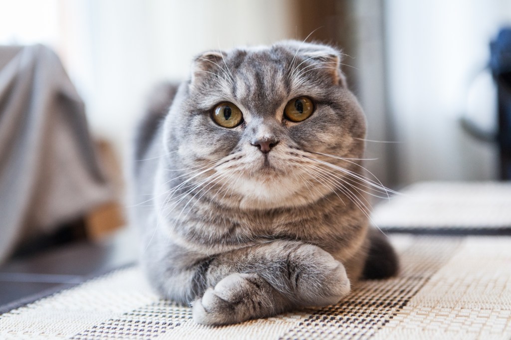 scottish fold cat lying on floor