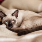 siamese cat lying on blanket