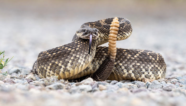 Rattle snake