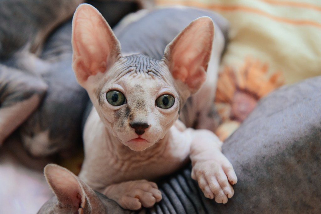 sphynx cat lying with its siblings