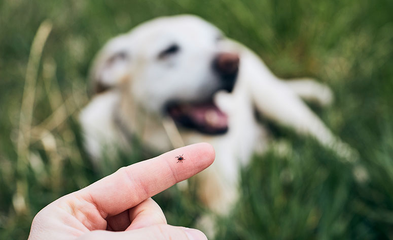 Dog with tick in foreground