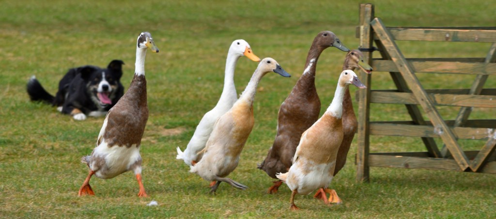 Border collie herding ducks