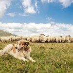 A dog and a flock of sheep in a beautiful mountain landscape. The dog guards the flock of sheep.