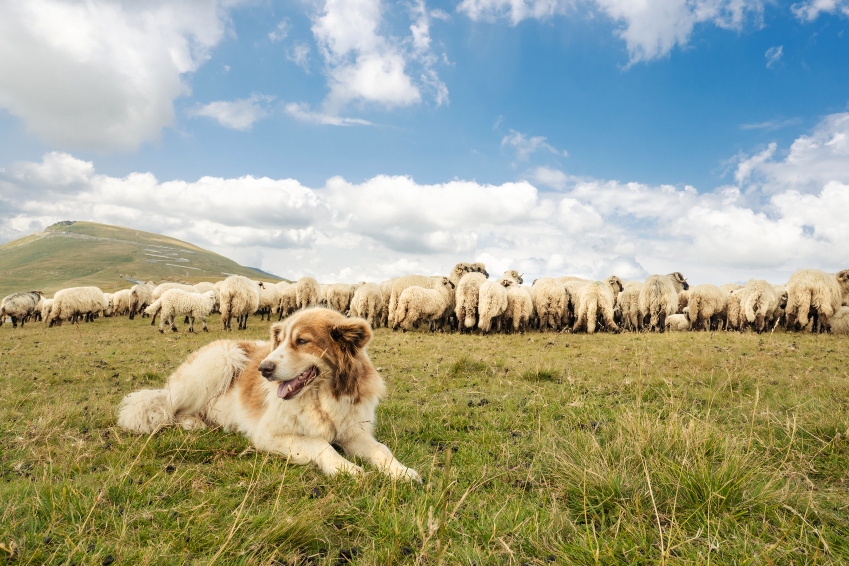 A dog and a flock of sheep in a beautiful mountain landscape. The dog guards the flock of sheep.