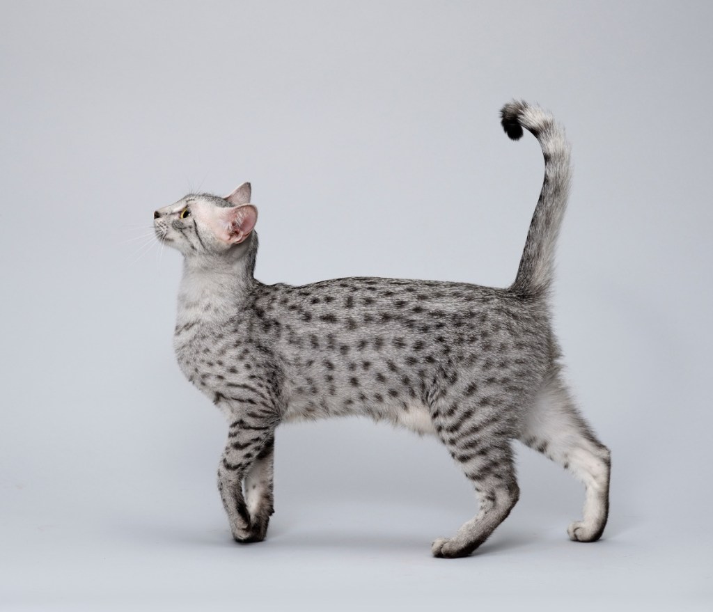 profile of Egyptian mau cat standing