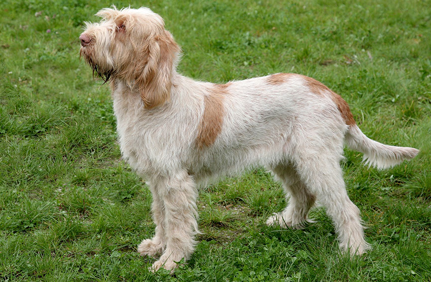 Spimone Italiano dog