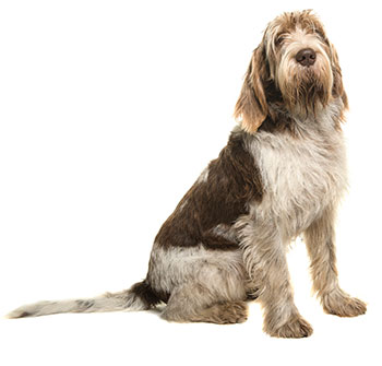 Spinone Italiano dog