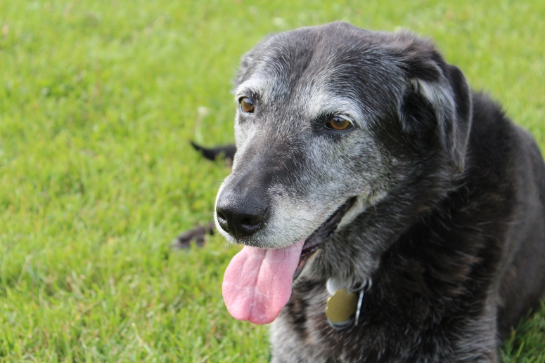 Senior dog in the grass. 