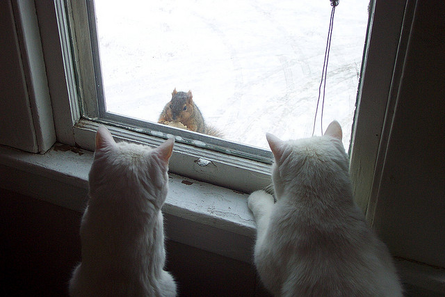 cat squirrels