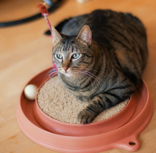 interactive cat toys