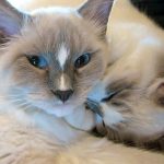 Ragdoll cats