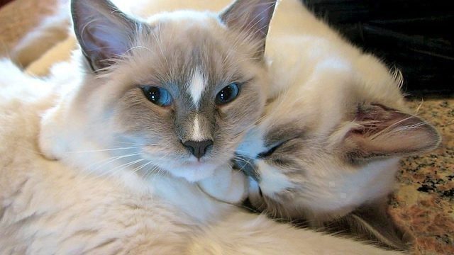 Ragdoll cats