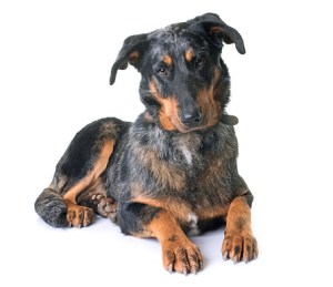 black and brown dog lying down