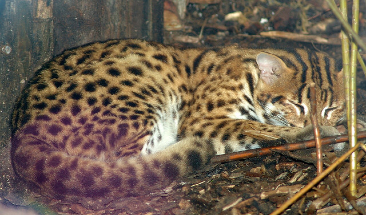 Bengal cat