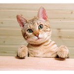 A cute bengal cat