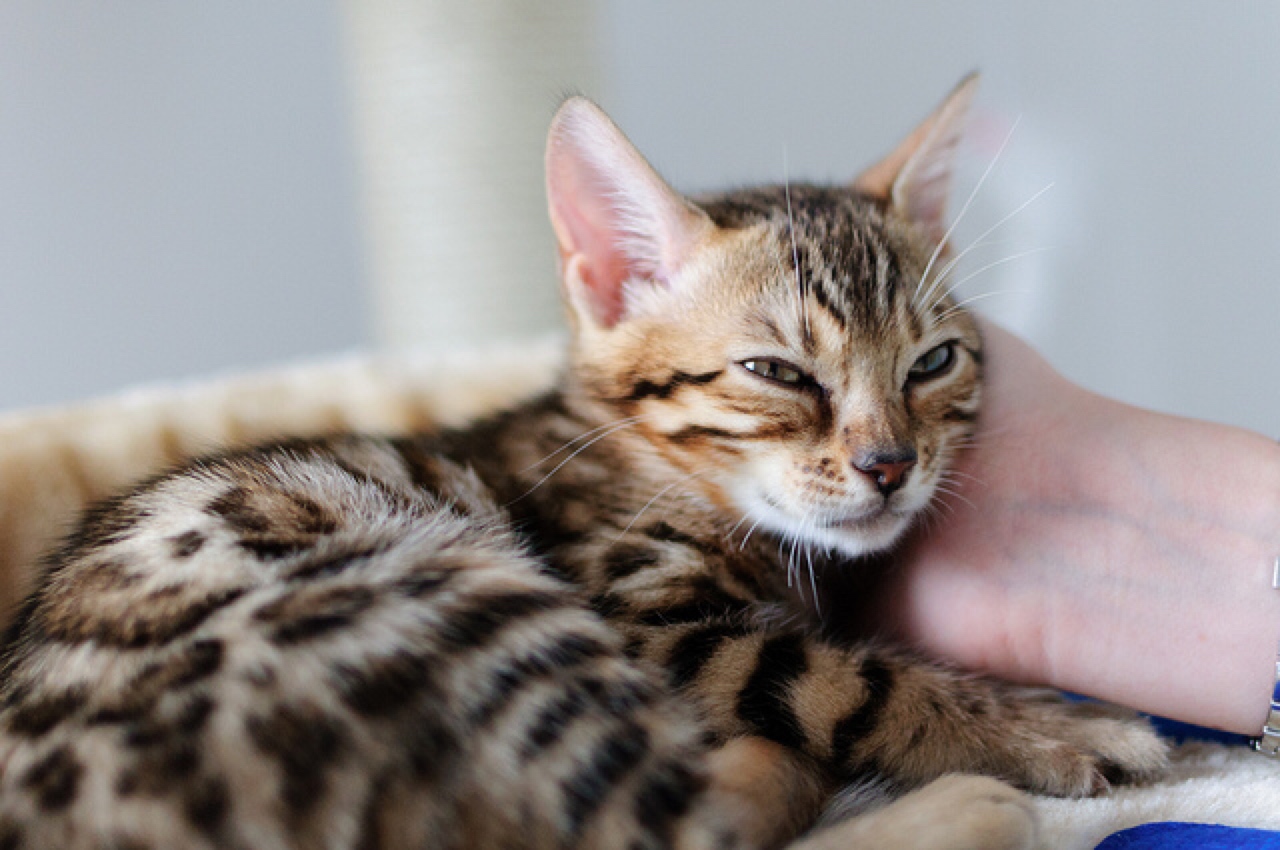 Bengal kitten