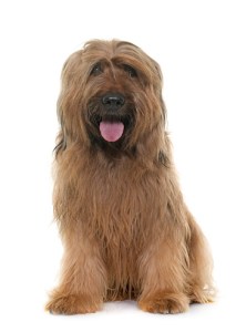 shaggy brown dog sitting