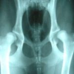 dog hip dysplasia